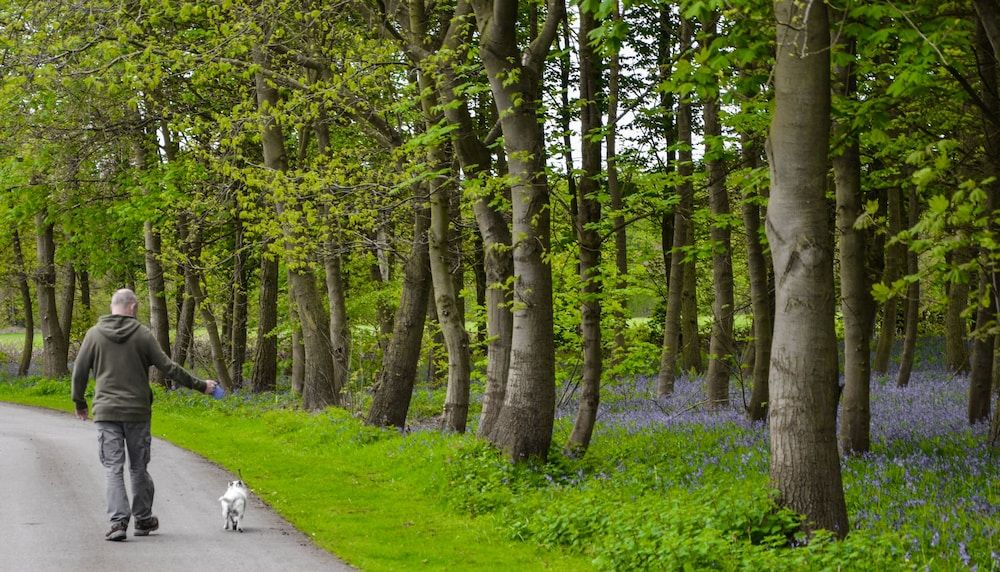 undefined Hollicarrs - Woodland Lodge 6