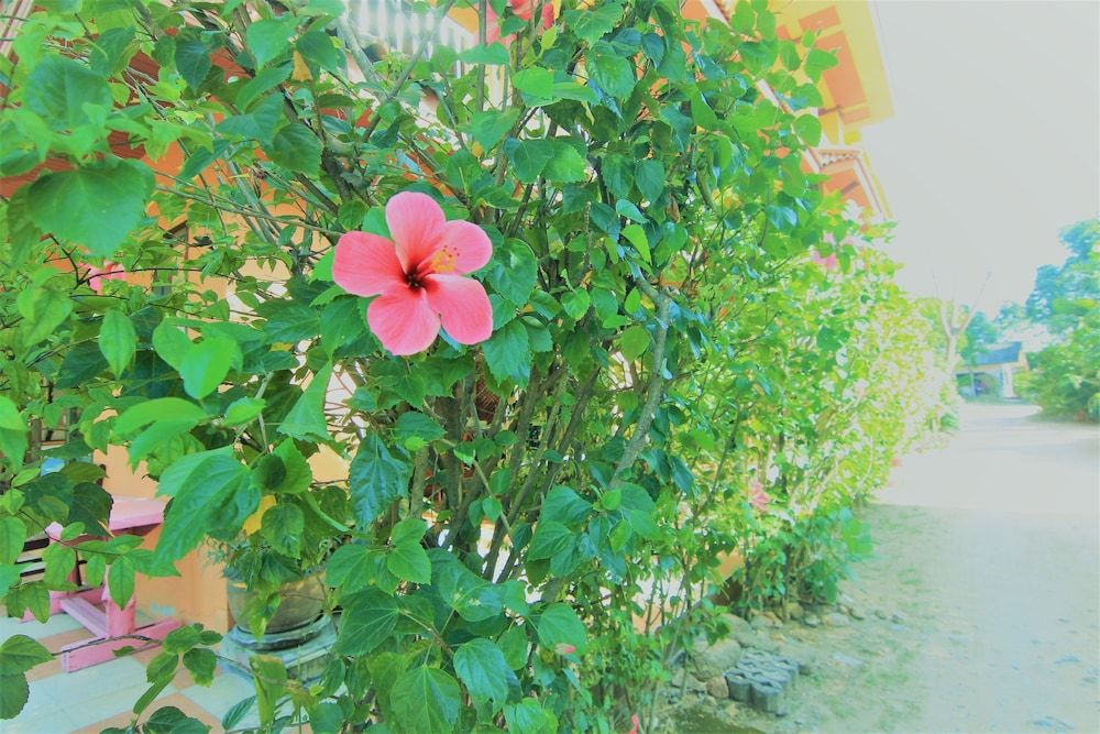 undefined Hibiscus Samui 6