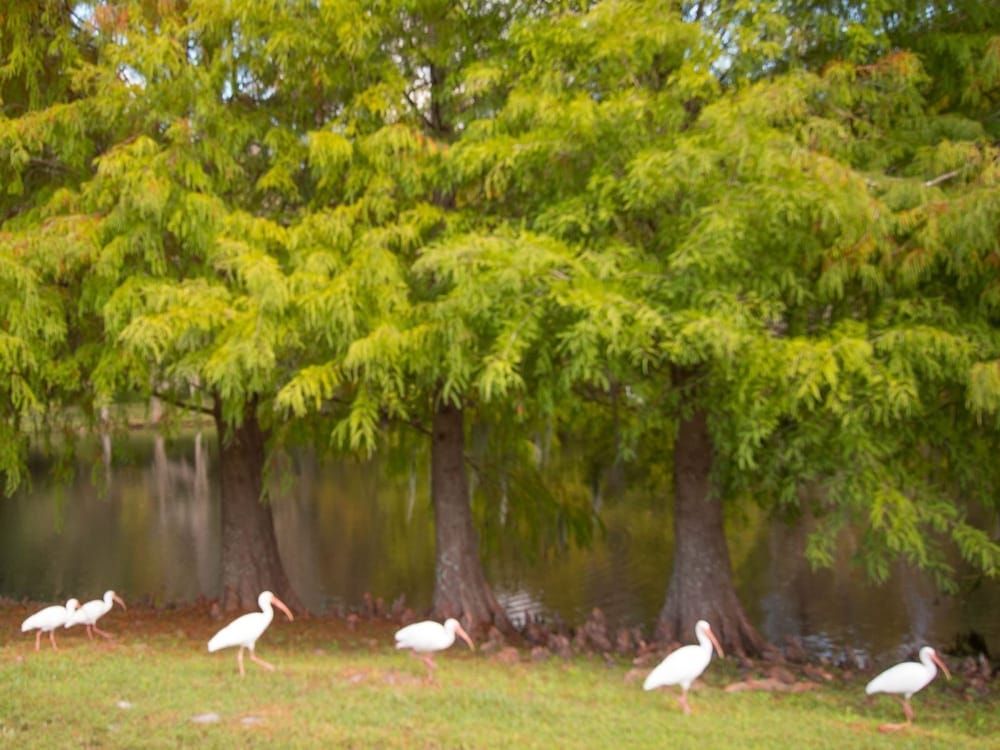 3 Bed 258 House (3 Bed 258) 18