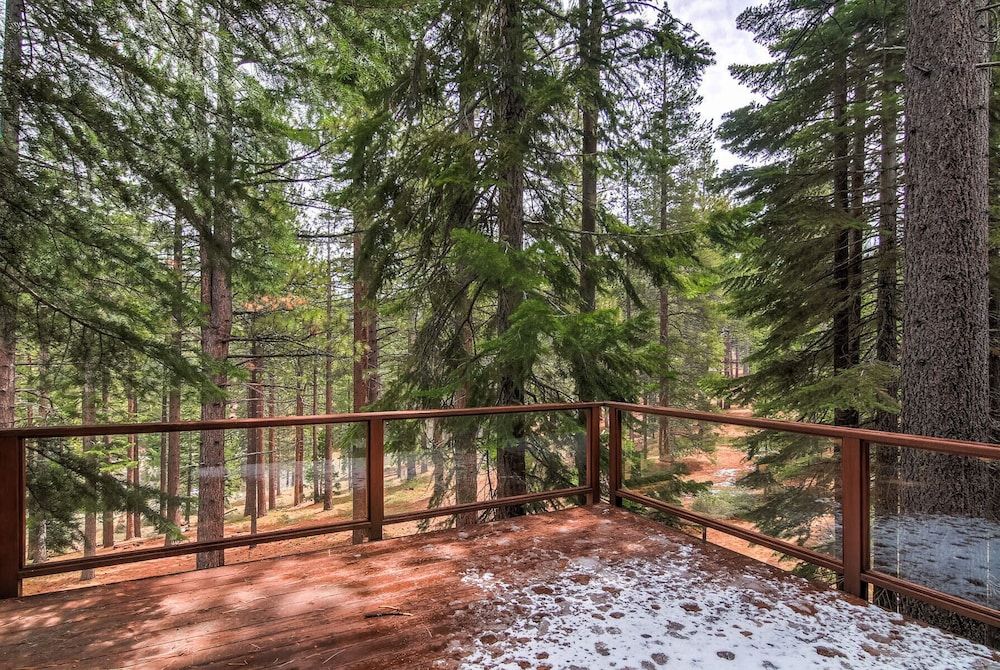 undefined Bear Haus - Fur Babies Welcome! 7