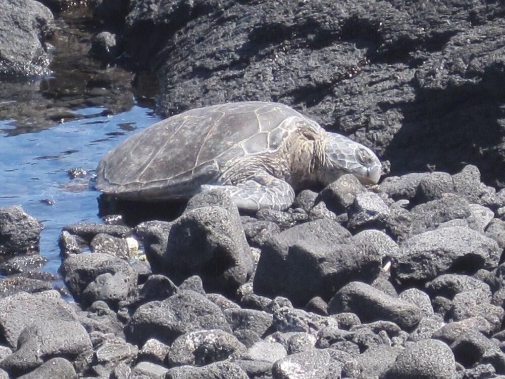 undefined Kona Shores #203 3