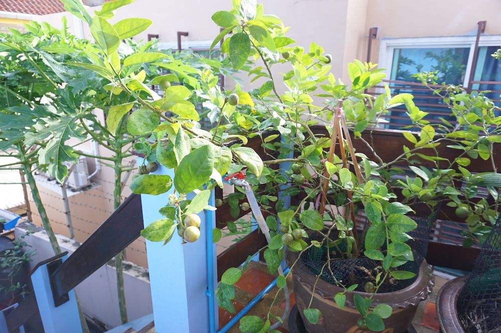 undefined Martin's Swiss Guesthouse 6