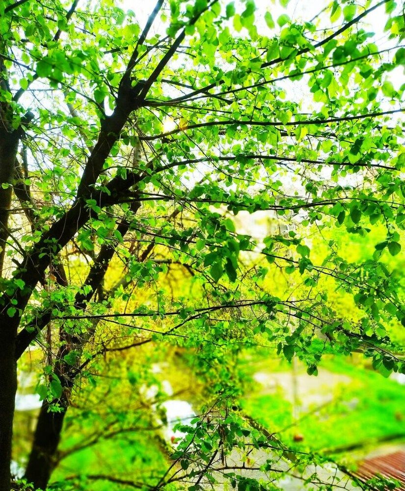 undefined Home in Taras Shevchenko 3