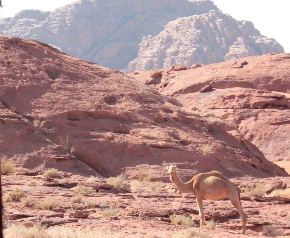 undefined Bedouin Nomads Adventures 9