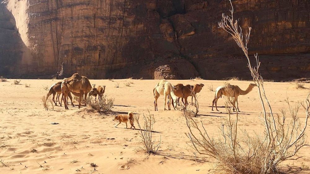 undefined Um Al Tawaqi 8