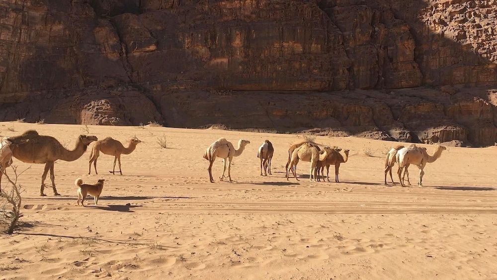 undefined Um Al Tawaqi 6