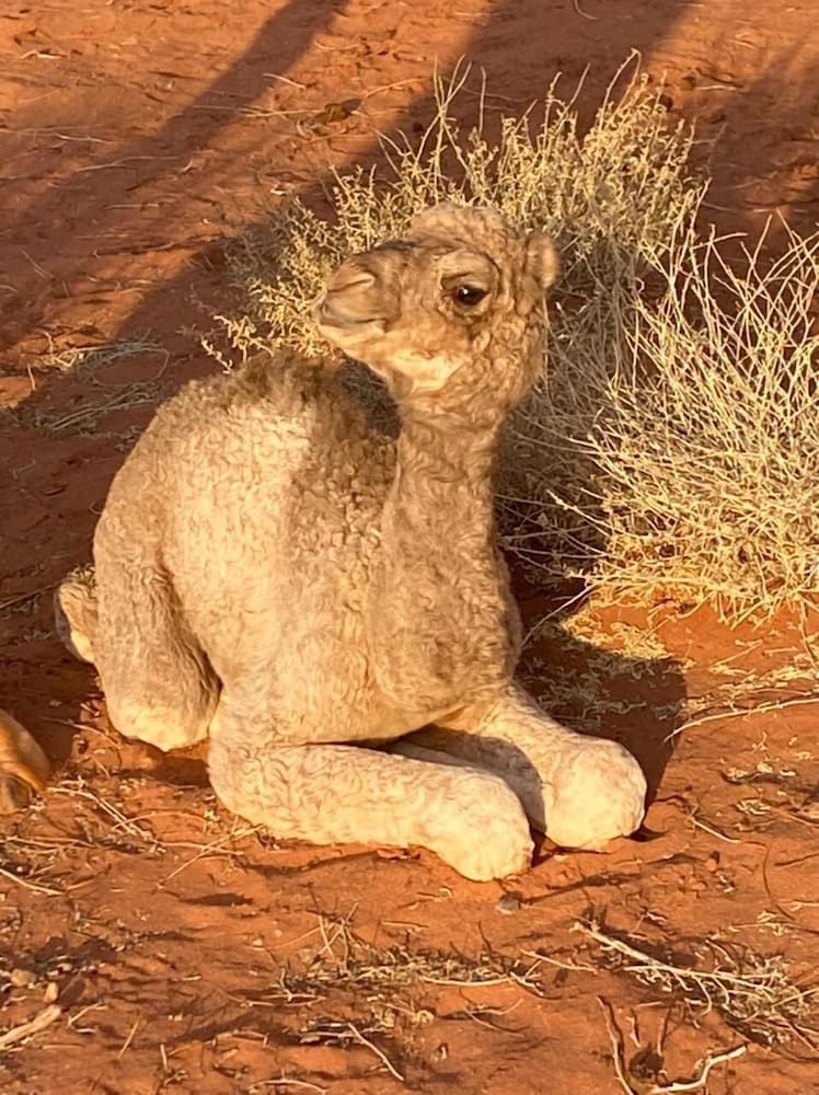 undefined Wadi Rum Safari Camp & Trips 4