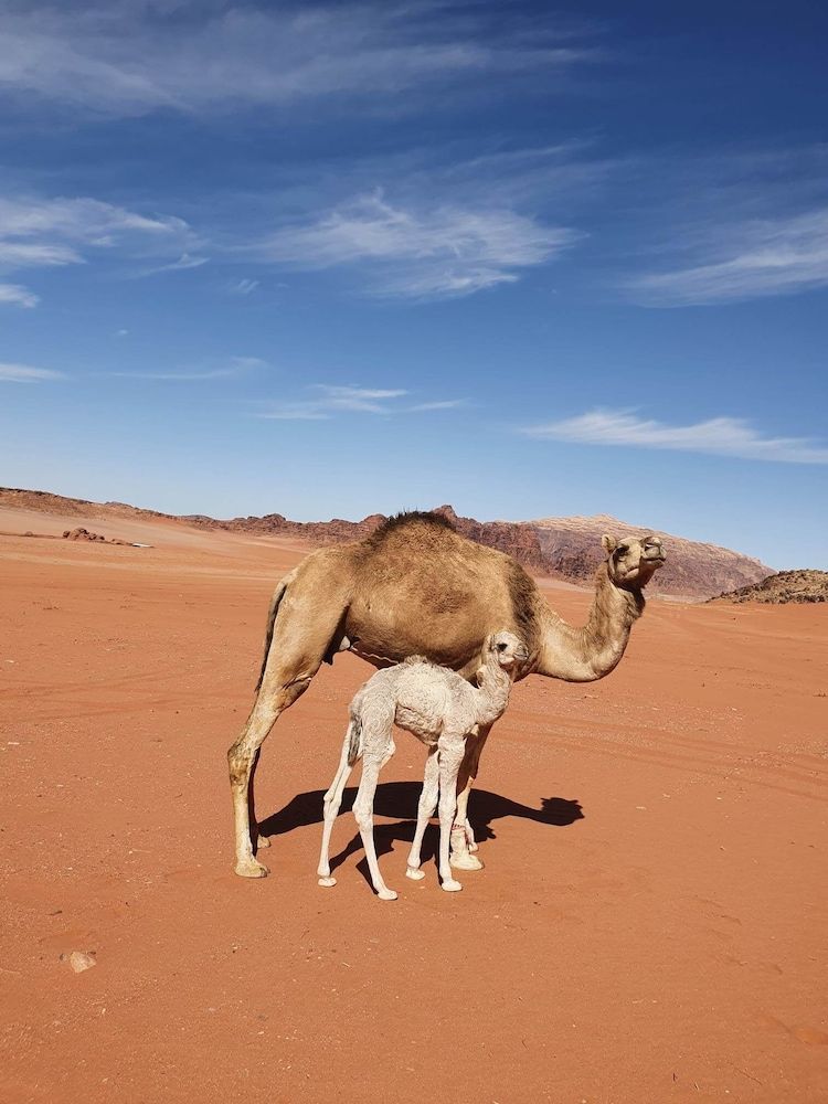 undefined Wadi Rum Wanderlust Camp 4