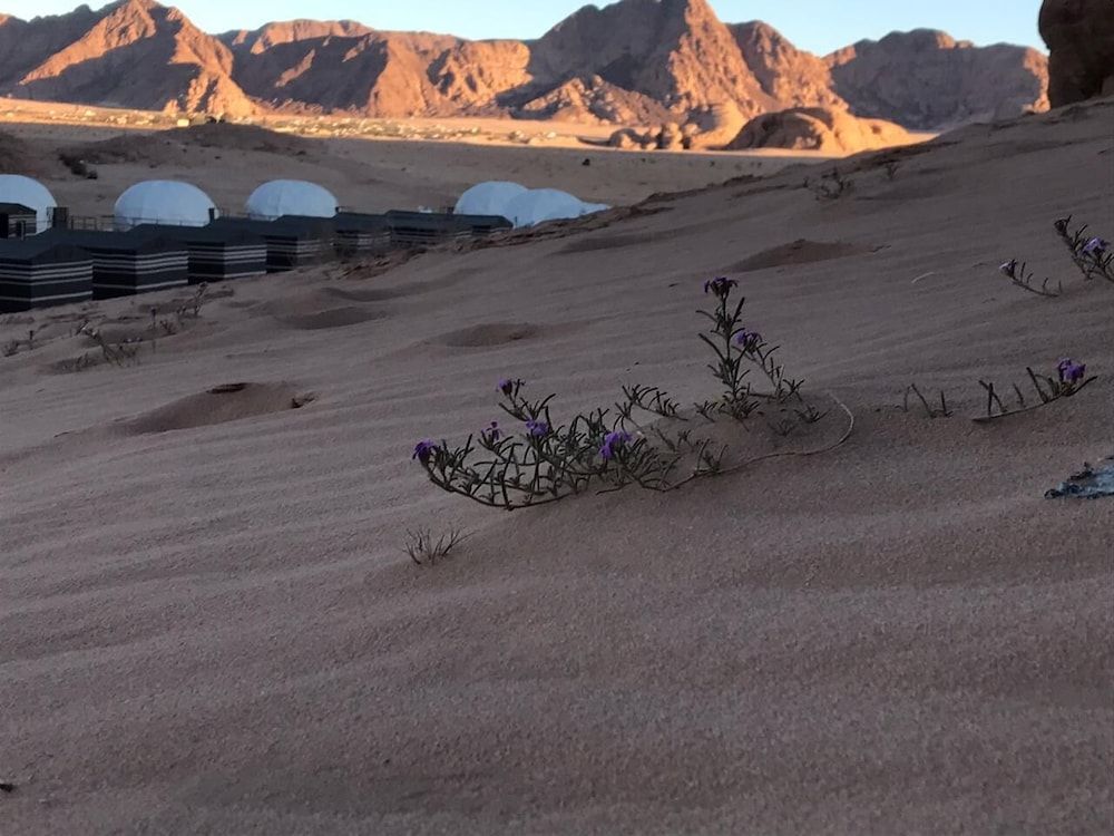 undefined Oryx camp 9