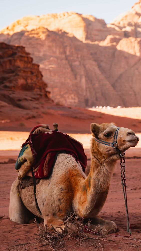 undefined Lunar Camp- Awad Karim Wadi Rum 4