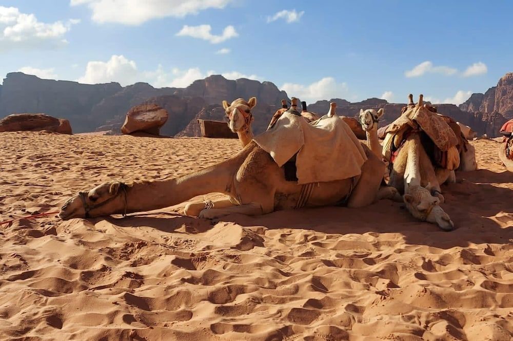 undefined Yasmina Luxury Camp 10