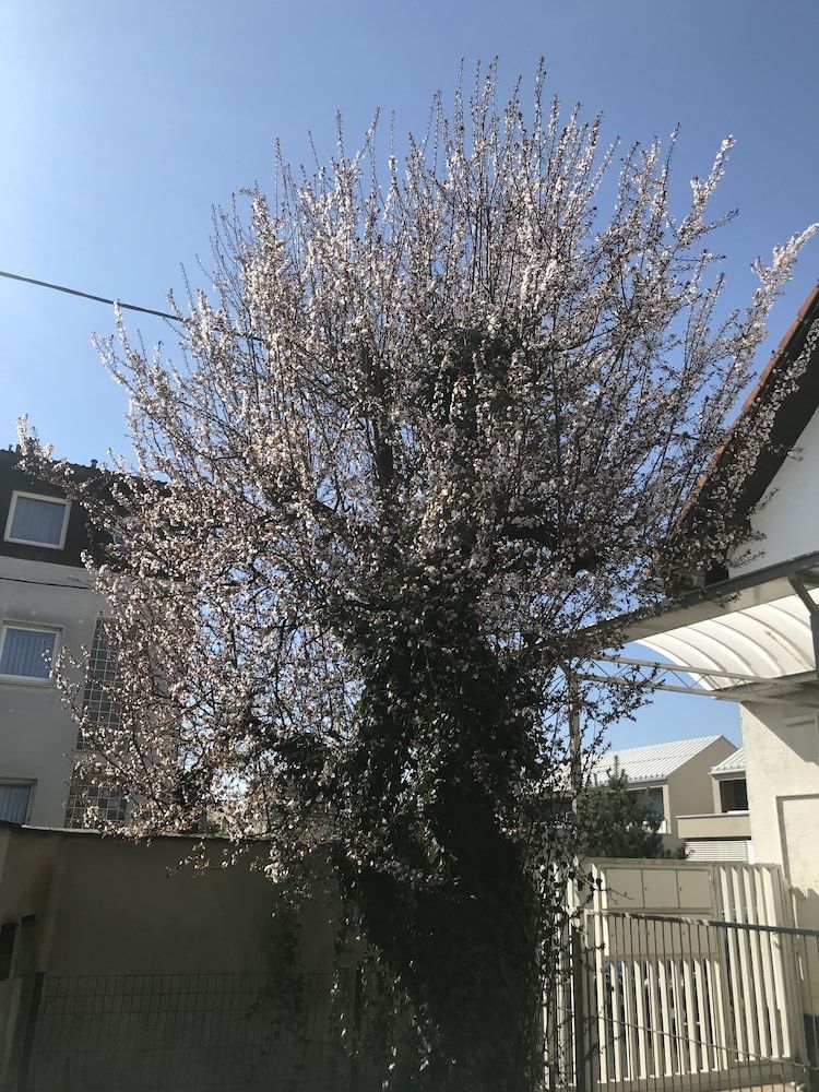 undefined Green Fortuna Suites 2