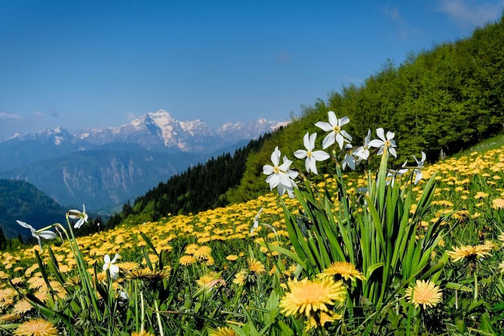 undefined Bled Lake Apartment Green 9