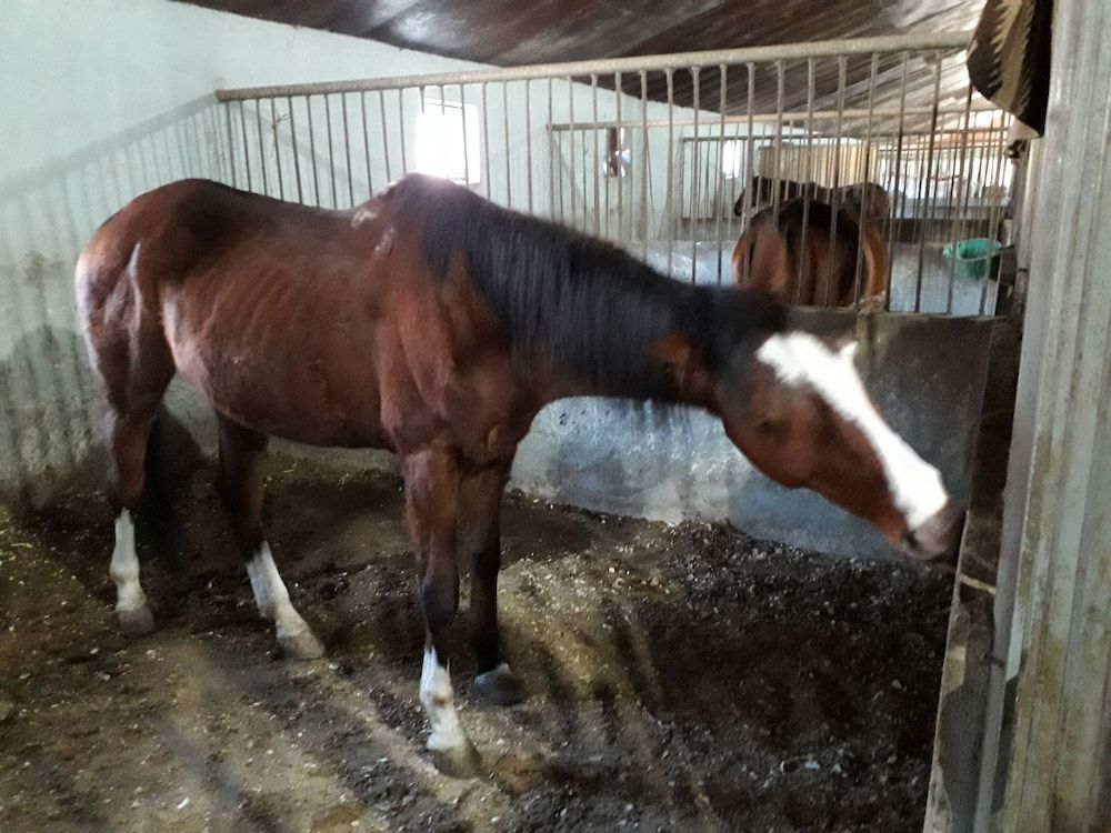 undefined Hotel Ivertubani 6