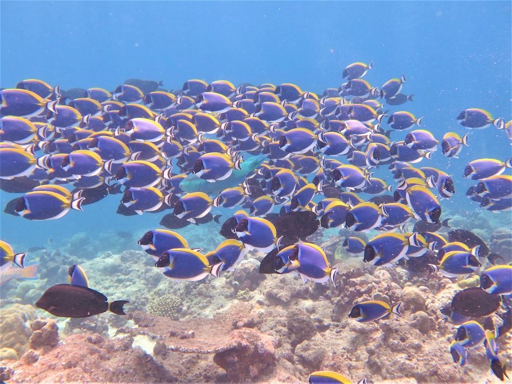 undefined Akasha Beach Maafushi 2