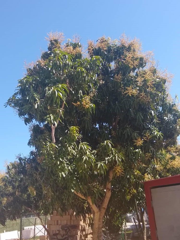Hostal Los Mangos