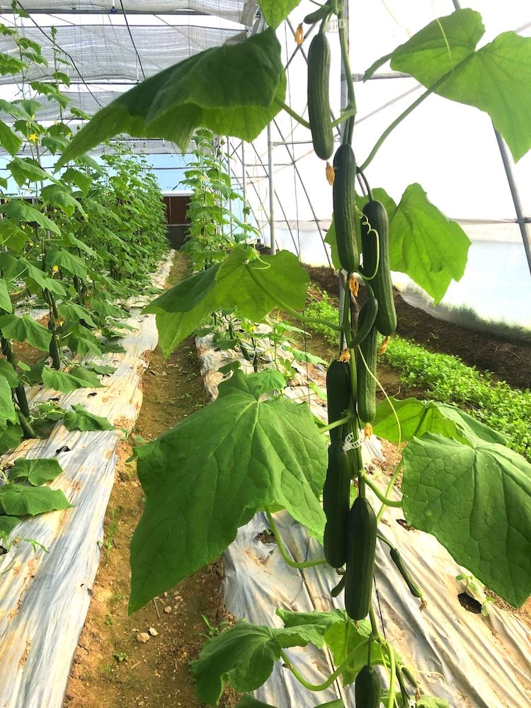 undefined Indreni organic farm and homestay - Hostel 6