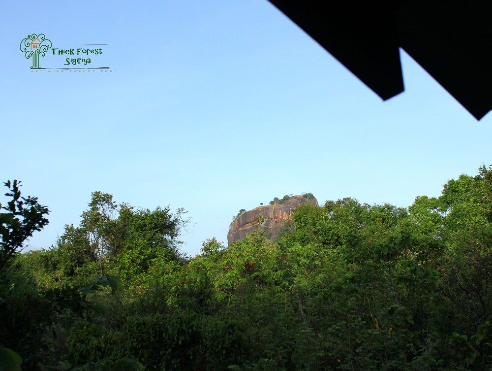 Thick forest sigiriya Luxury Tree House 9