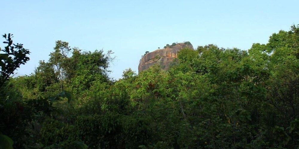 undefined Thick forest sigiriya 8