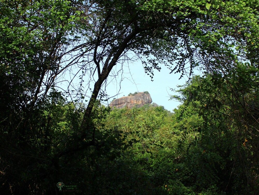 undefined Thick forest sigiriya 5