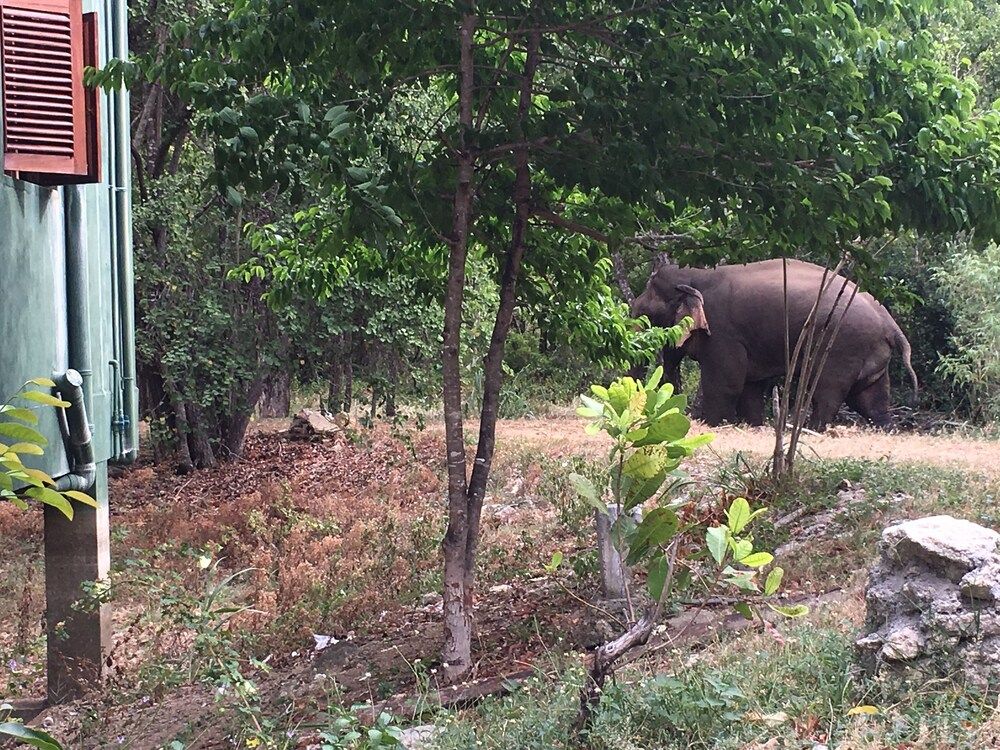 undefined Elephant Hide by Cacao 3