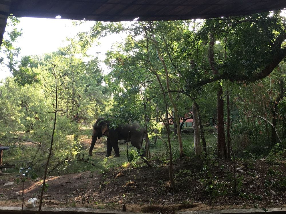 undefined Elephant Hide by Cacao 9