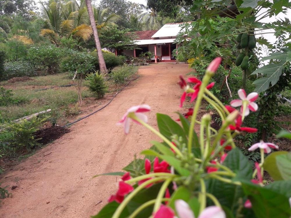 undefined sigiriya pikaso homestay 5