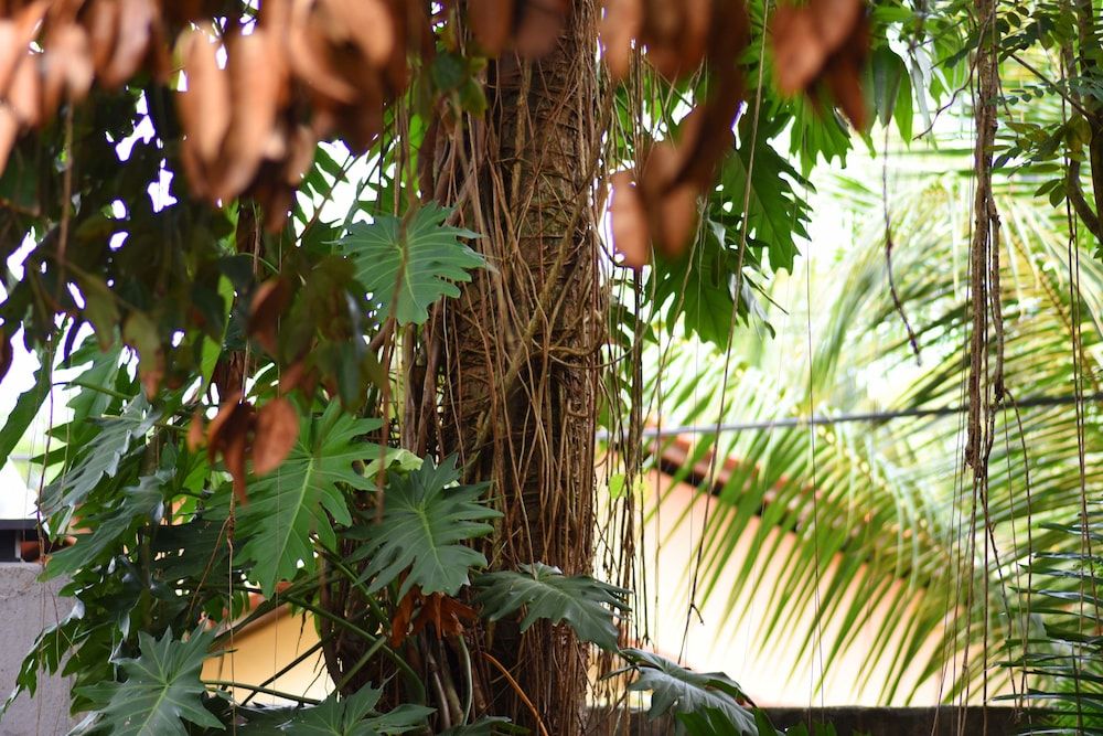 undefined Ceylon Hostel - Colombo Int Airport 2