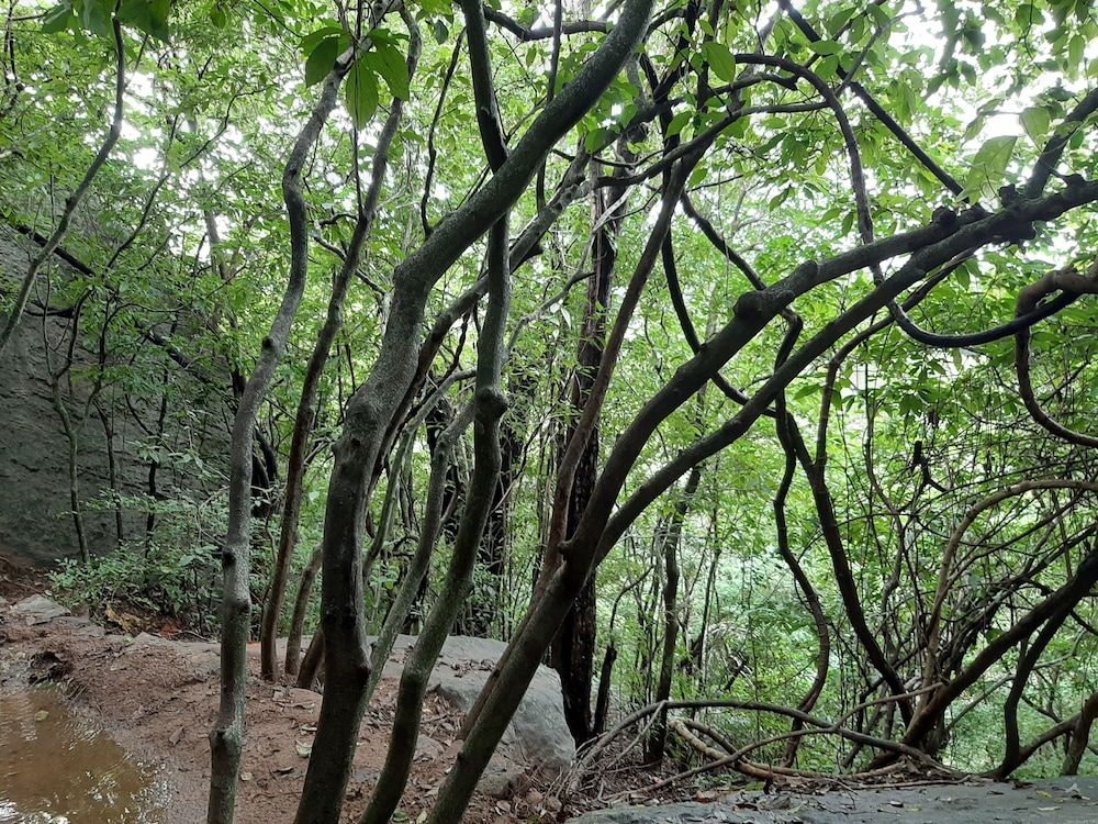 priya homestay kandalama Traditional Villa 10