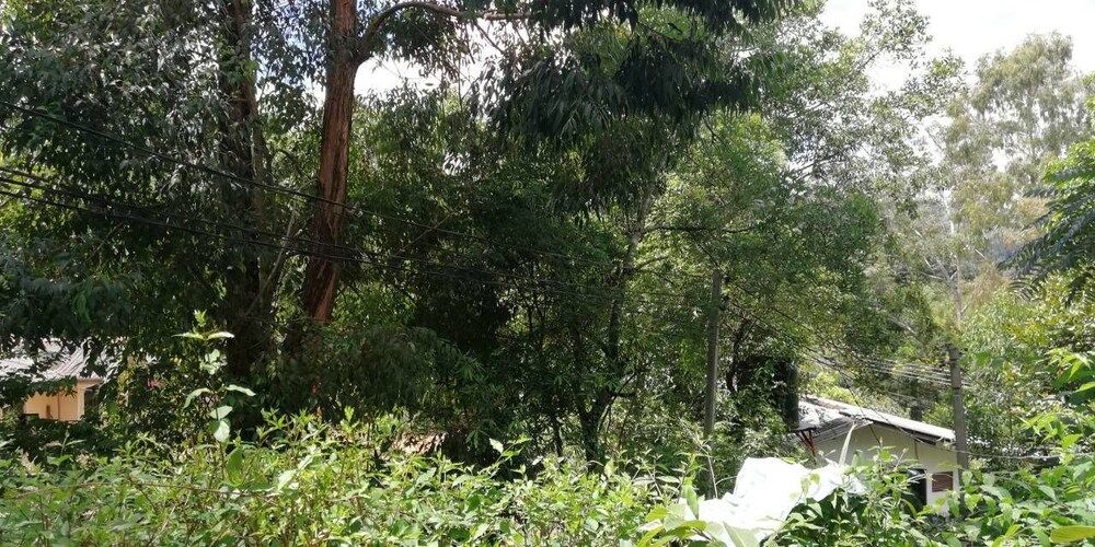 undefined Ella Forest Eco View 4