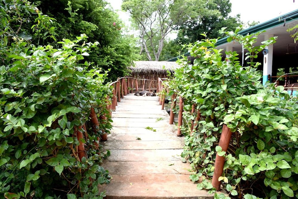 undefined Hungry Lion Sigiriya 7