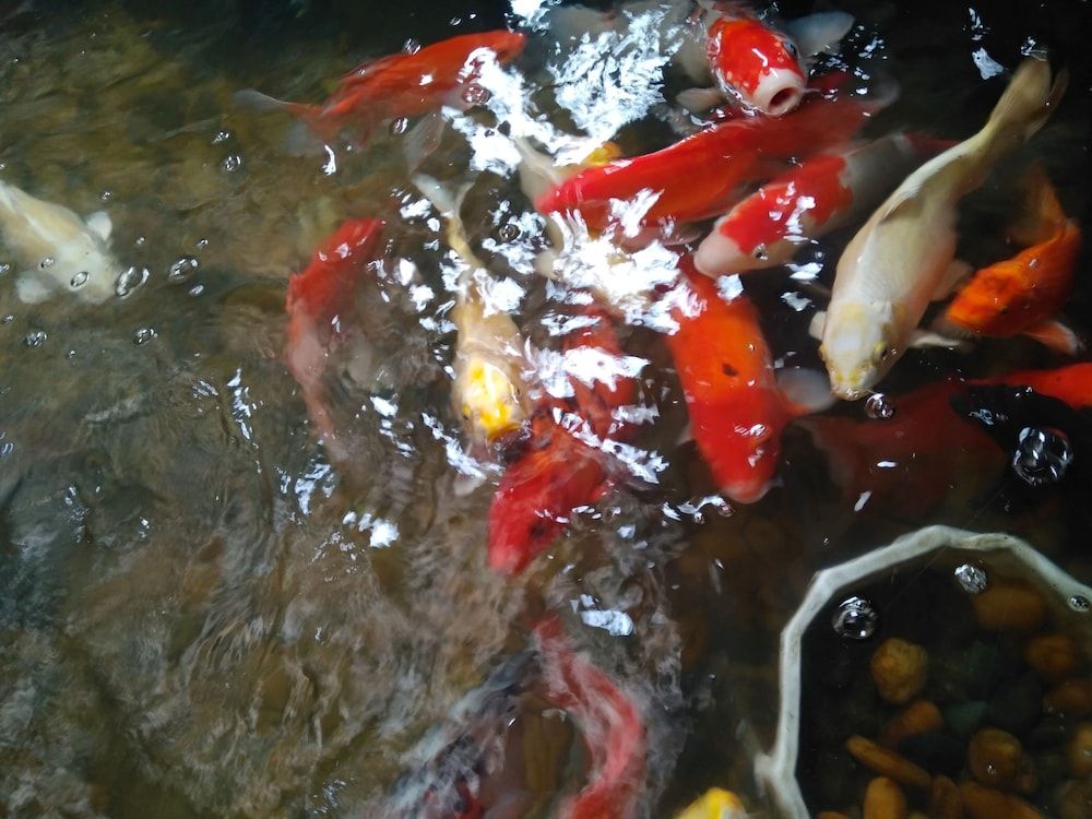 undefined Hovi Hoang Cau 3 3