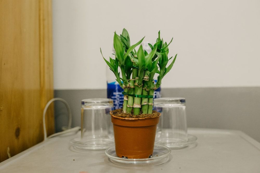 undefined Levit'ss 8