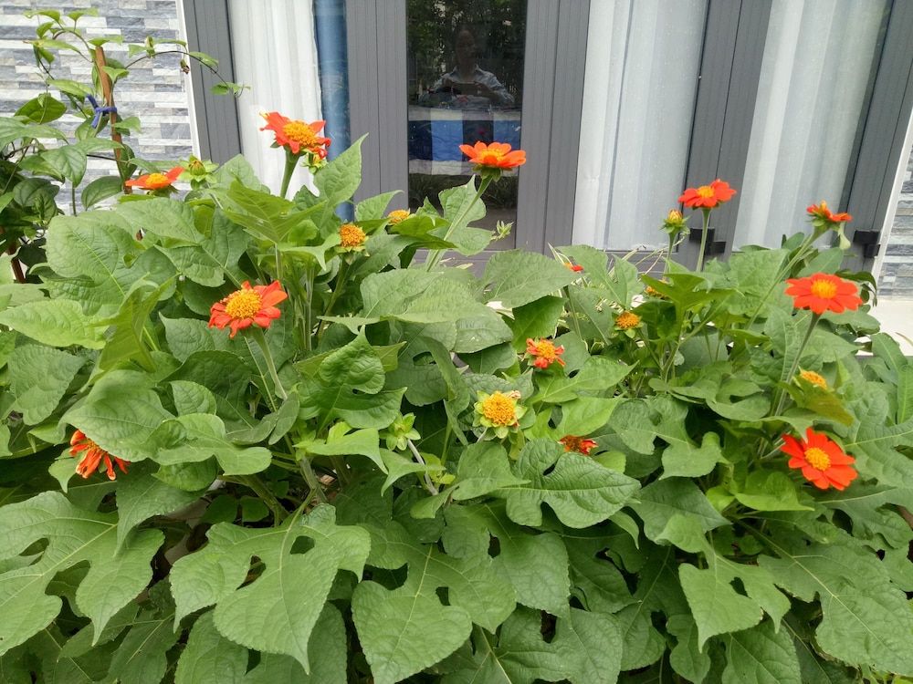 Cherry Garden Homestay Deluxe Double Room, Balcony 12