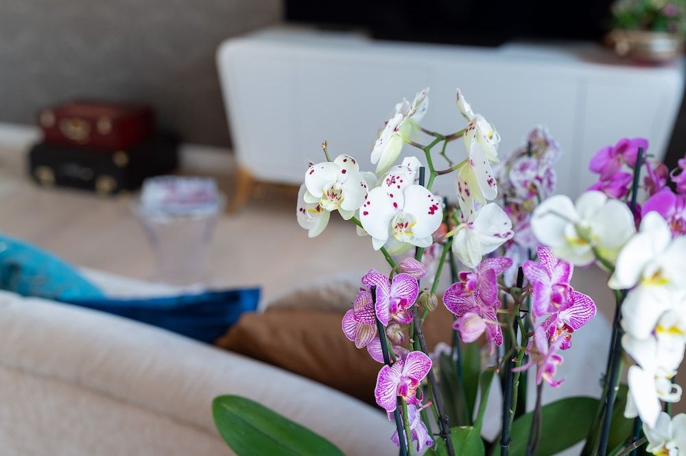 P&O Apartments Tamka 4 Traditional Apartment 21