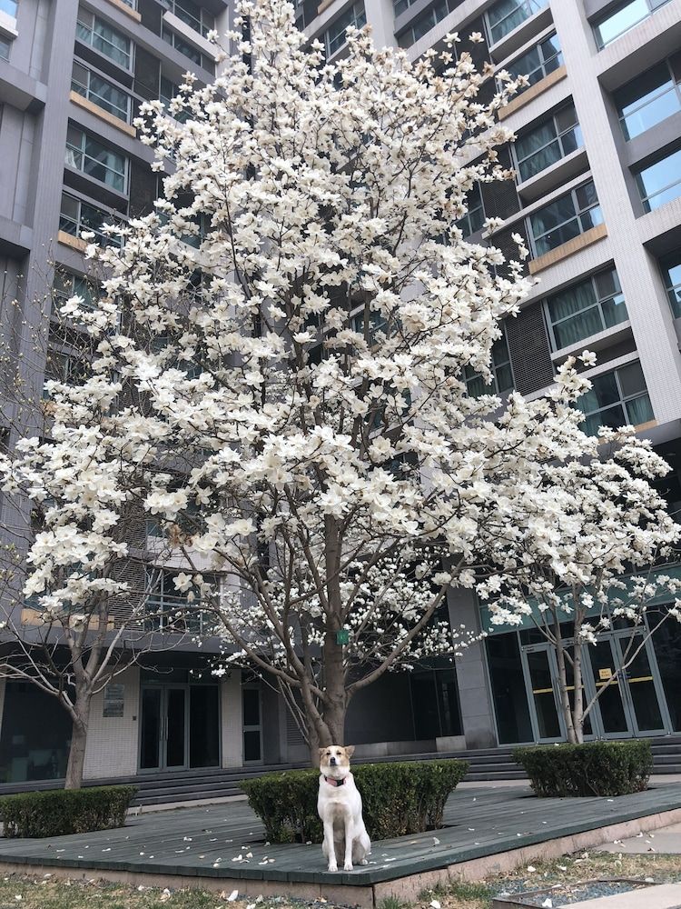 undefined BEIJING SEASONS PARK APARTMENT 6