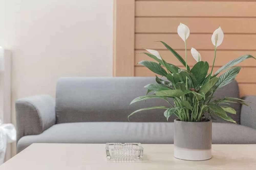 Boyaxuan Apartment Guangzhou Xinsheng Road Superior Apartment 6