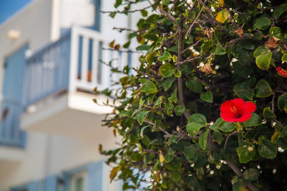 undefined Aeolos Resort Mykonos 8