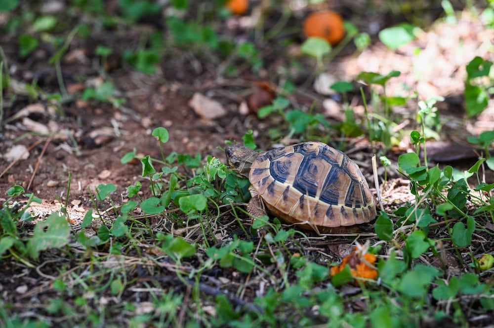 Apartment La Rocca Apartment (One Bedroom Apartment with Terrace) 29