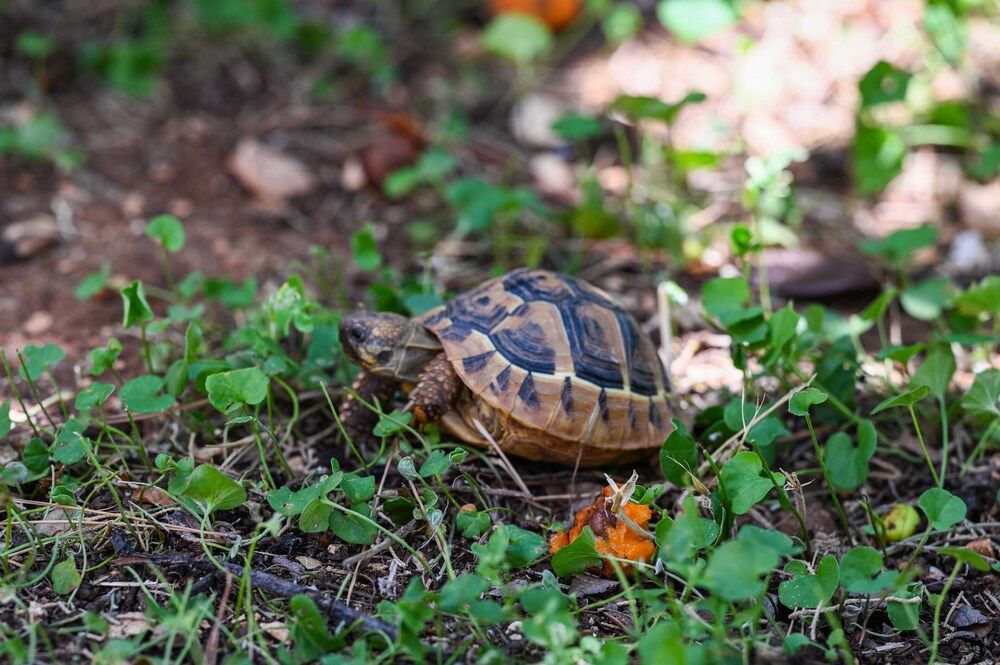 Apartment La Rocca Apartment (One Bedroom Apartment with Terrace) 25