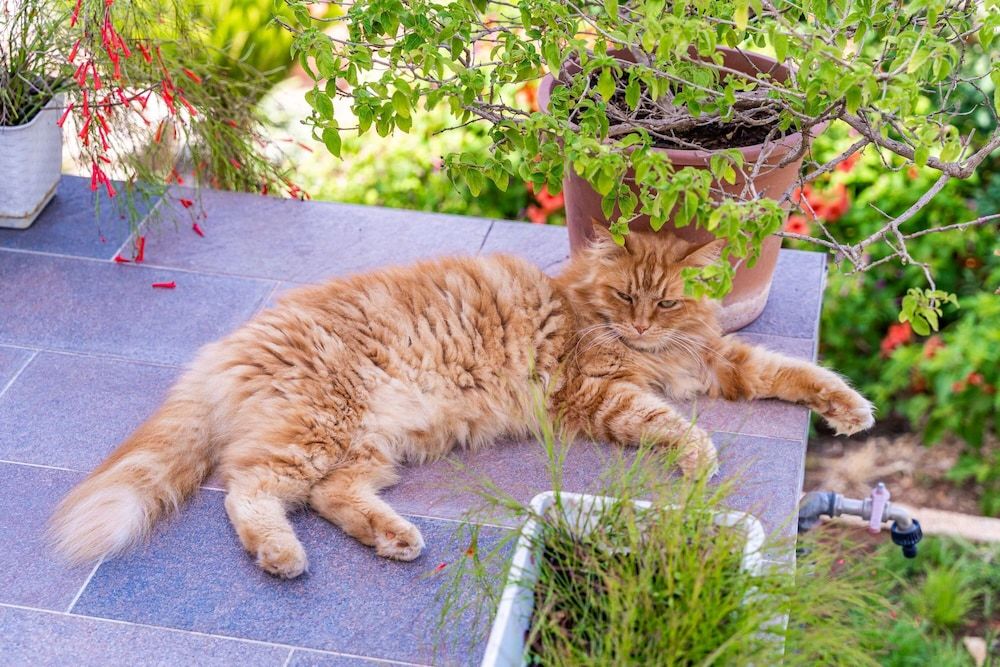 Apartments Green Garden Studio (Studio with Terrace) 22