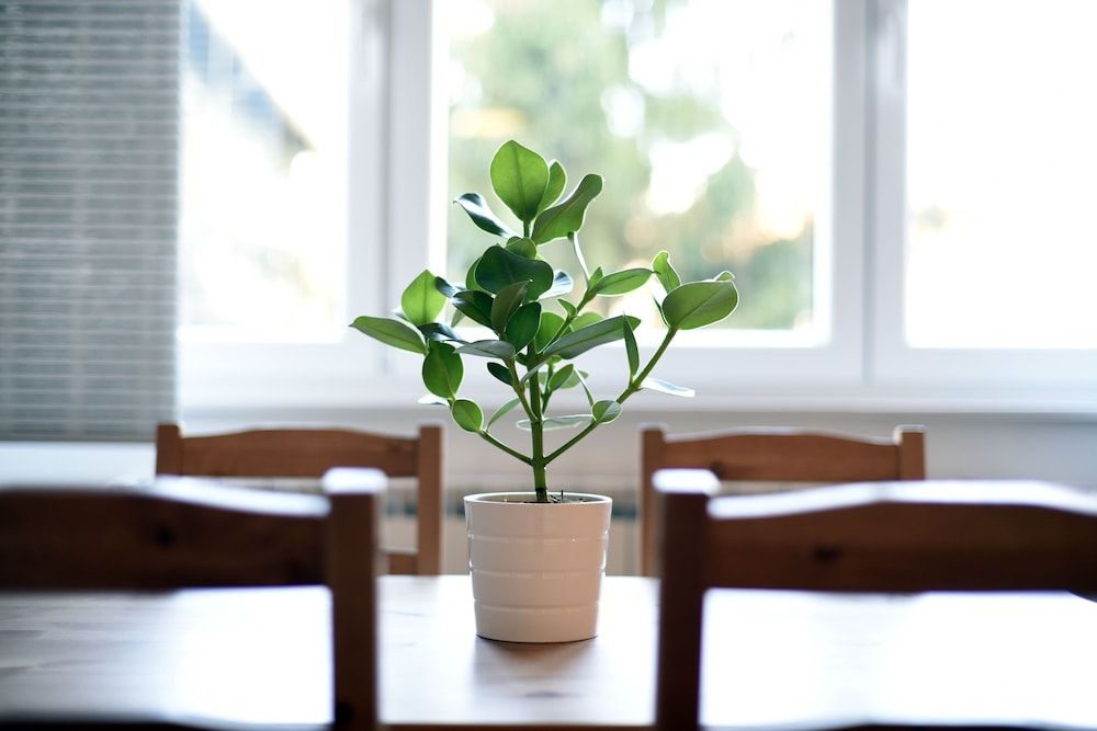 First Choice Centar Apartments Studio (Khaleesi) 16