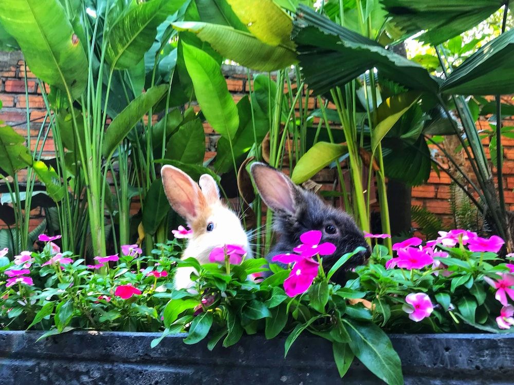 undefined Ella's Villa Siem Reap 5