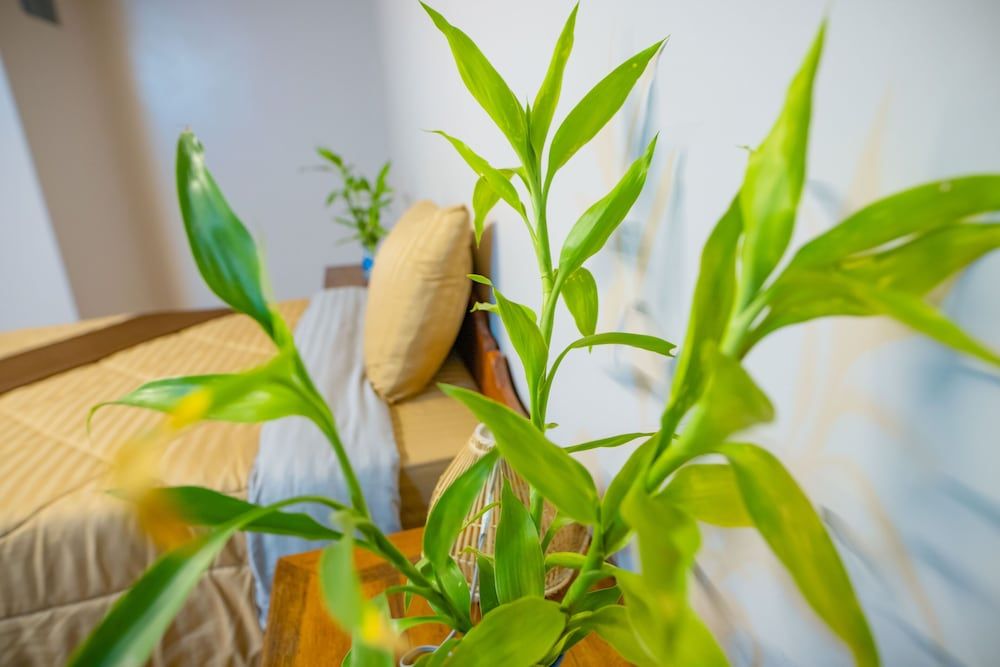 Tropical Villa Siem Reap Deluxe Single Room 5