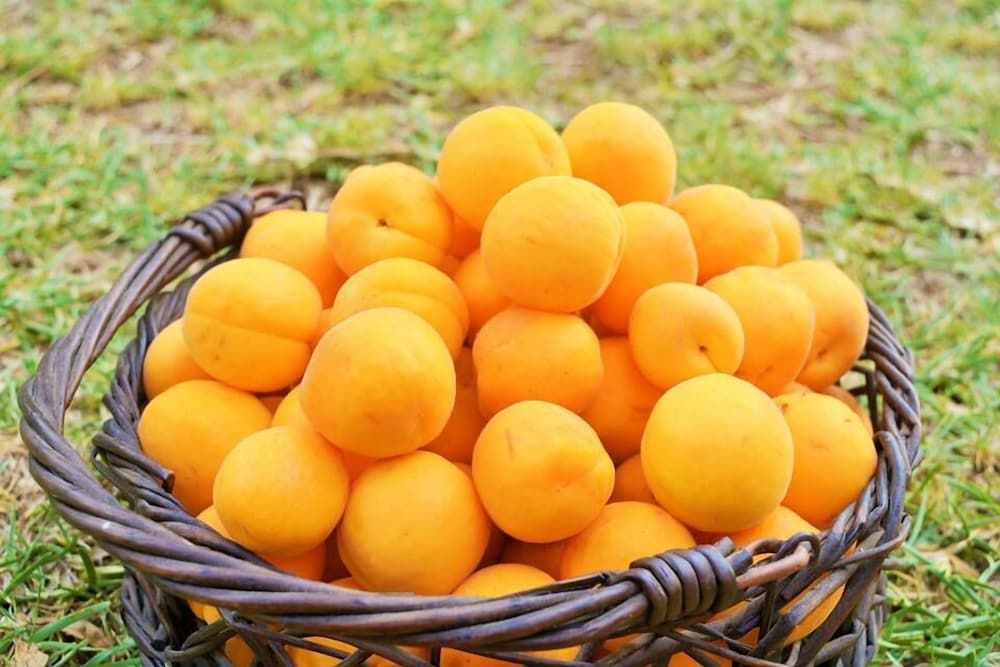 undefined Marrakesh Organics 9