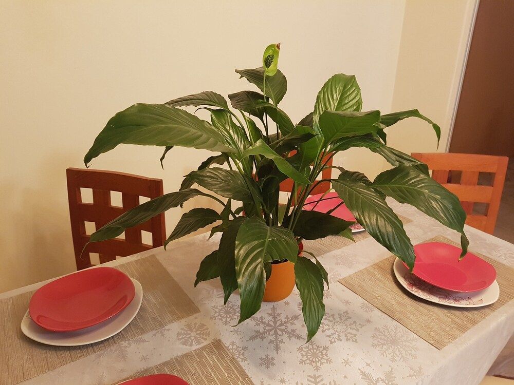 undefined Casa Gaby Selvanova 4