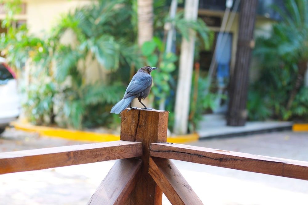 undefined Blue Angel 4