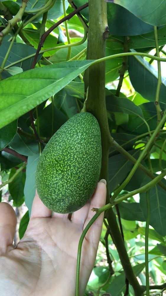 undefined SEASIDE FARALYA 9