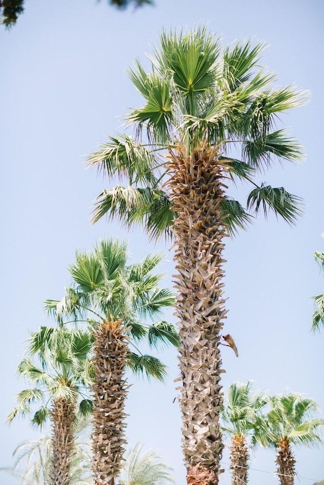 undefined Selvi Beach Hotel 9