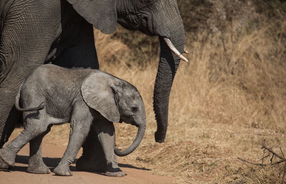 undefined Nkala Safari Lodge 5